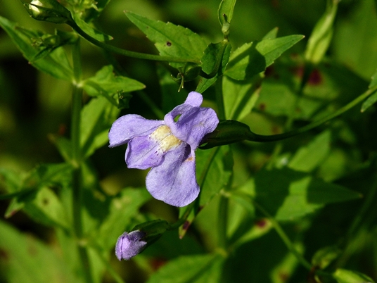 {Mimulus ringens}